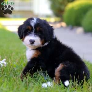 Indy, Mini Bernedoodle Puppy
